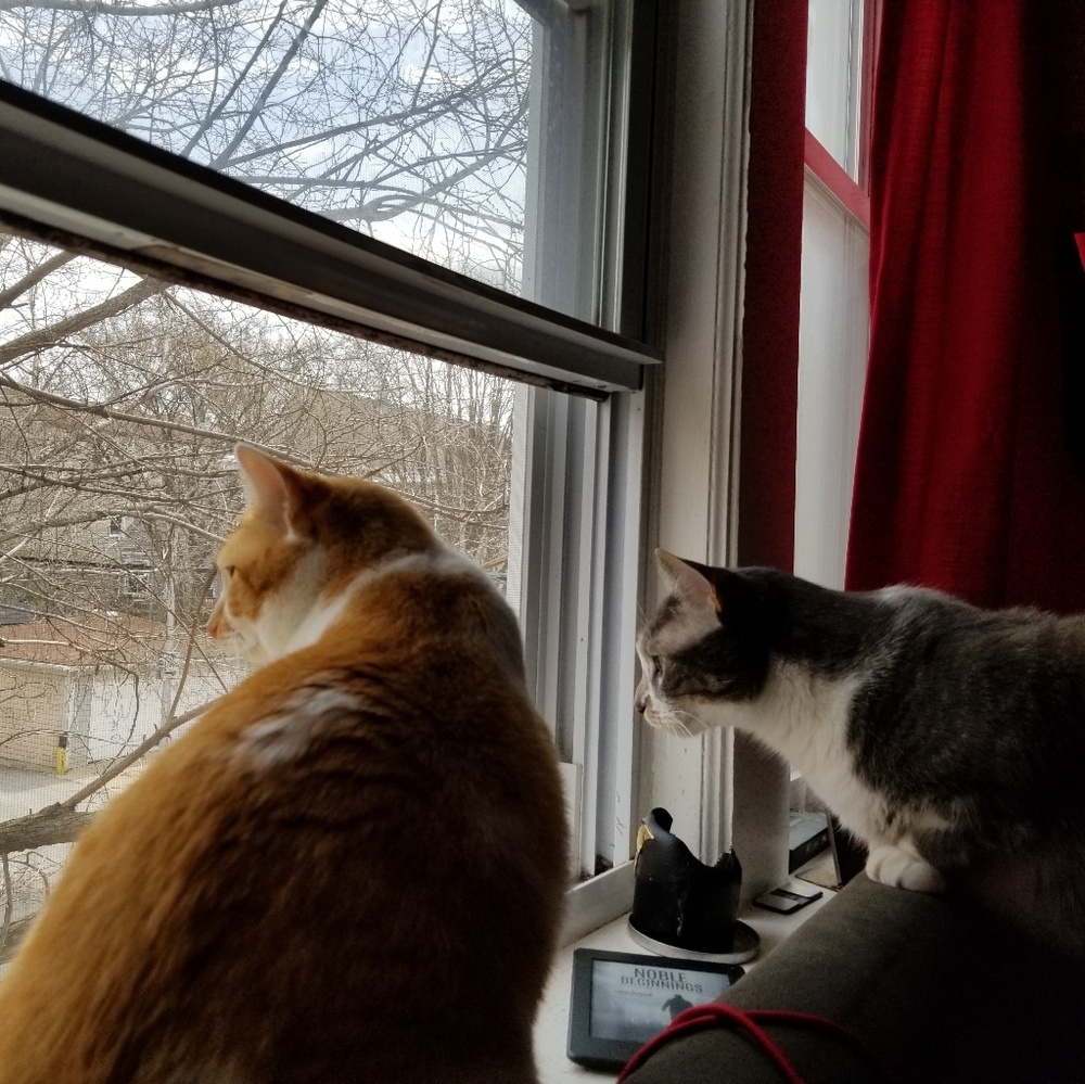 Meet your Posher, Rosanna